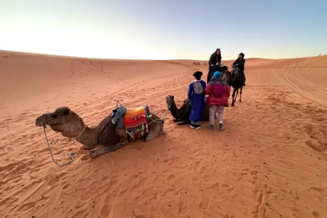 Camellos echados junto a las jaimas de un campamento en Merzouga, con la primera luz del día